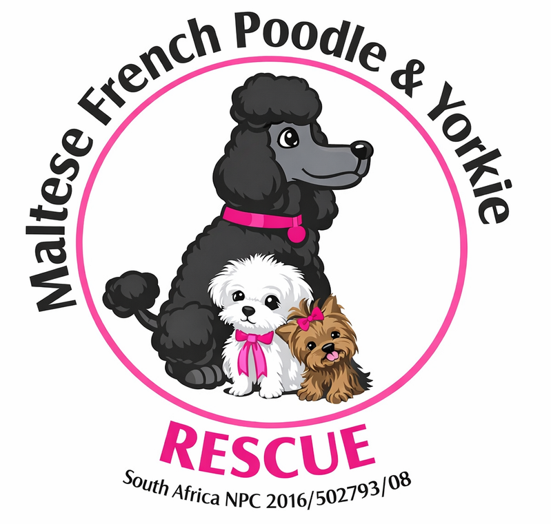 Maltese, French Poodle and Yorkie Rescue SA
